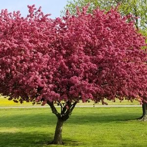 Meet your Posher, Rhonda